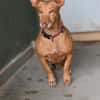 Kleine anhängliche Roxie sucht ihr Glück