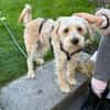 Oscar 1-jähriger Mischling sucht