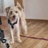 Oscar 1-jähriger Mischling sucht