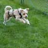 Oscar 1-jähriger Mischling sucht
