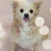 Raya, eine liebe 6-jährige spitz dame