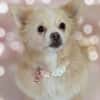 Raya, eine liebe 6-jährige spitz dame