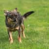 Toffee - Dorfprinzessin
