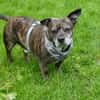 Henry sucht ein neues Zuhause