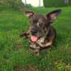 Henry sucht ein neues Zuhause