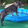 Henry sucht ein neues Zuhause