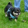 Fritz sucht ein neues Zuhause