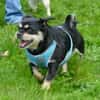 Fritz sucht ein neues Zuhause