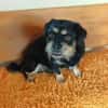 Fritz sucht ein neues Zuhause