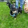 Fritz sucht ein neues Zuhause
