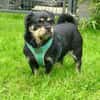 Hannes sucht eine neues Zuhause