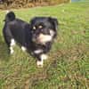 Hannes sucht eine neues Zuhause