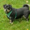 Hannes sucht eine neues Zuhause