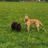 Rico sucht dringend neue Menschen