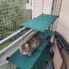 Tigermädchen Flia sucht ihre Familie