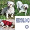 NICOLINO -idealer Familienhund-