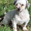 NICOLINO -idealer Familienhund-