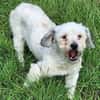 NICOLINO -idealer Familienhund-
