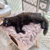 Langhaariges Katzenmädchen Tara