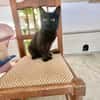 Langhaariges Katzenmädchen Tara