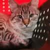 Gutmütiger Kater Bizcocho