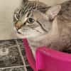 Gutmütiger Kater Bizcocho