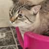 Gutmütiger Kater Bizcocho