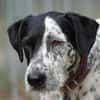 Bronco2 sucht einen Gnadenplatz