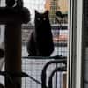 Lackfellchen Nia sucht ihre Familie