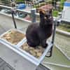 Lackfellchen Nia sucht ihre Familie