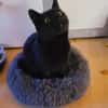 Lackfellchen Nia sucht ihre Familie