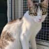 Kater Balou sucht seine tollkühne Crew