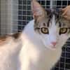 Kater Balou sucht seine tollkühne Crew
