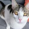 Kater Balou sucht seine tollkühne Crew