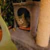 Lieber Akari sucht sein Zuhause