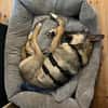 tolle Hündin, Frida, 1,5 Jahre, 19kg