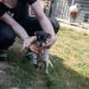 Pompom, verspielter kleiner Chihuahua