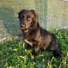 Herziger Hütehundmix Brigo sucht ...