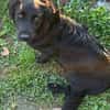 Herziger Hütehundmix Brigo sucht ...