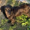 Herziger Hütehundmix Brigo sucht ...