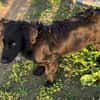 Herziger Hütehundmix Brigo sucht ...
