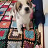 🐶 Cooper  neugieriger Beagle-Mix-Bub
