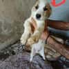 🐶 Cooper  neugieriger Beagle-Mix-Bub