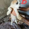 🐶 Cooper  neugieriger Beagle-Mix-Bub