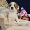 🐶 Cooper  neugieriger Beagle-Mix-Bub