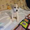 🐶 Buddy  fröhlicher Beagle-Mix-Bub