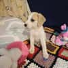 🐶 Buddy  fröhlicher Beagle-Mix-Bub