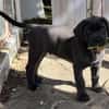 BLUE (EN COURS D'ADOPTION)