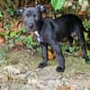 ONYX PAA23067