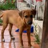 🐾 À L’ADOPTION – HESTIA, une petite intrépide au cœur débordant d’amour ! 🐾